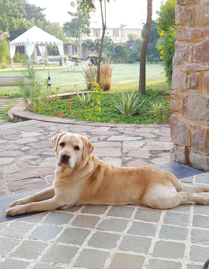 A Dog'S Story, Jaipur Bed and Breakfast Esterno foto