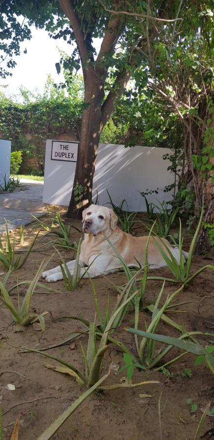 A Dog'S Story, Jaipur Bed and Breakfast Esterno foto